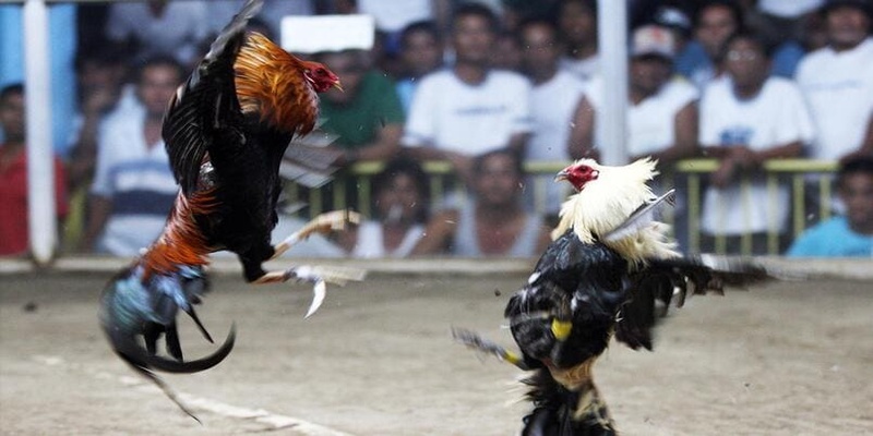 Bí kíp chơi đá gà cựa dao luôn thắng từ sư kê lâu năm